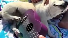 top funny pets🔥 Top Amazing Moments 💯