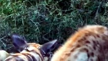 Interesting Facts About Hyena in Hindi & Urdu | Amazing Hyena Facts You Probably Didn't Know!