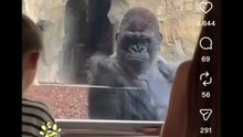 Animali doppiati