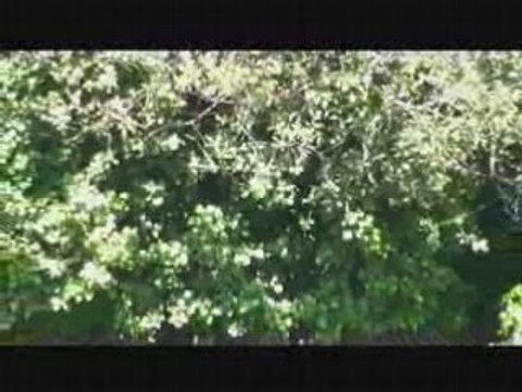 Biche et faons au Herou