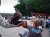 Volerie des Aigles