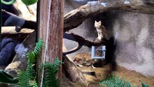 A Pair of Sand Cats Together