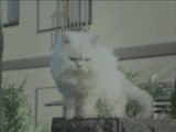 Aya Ueto Soft Bank BB white cat cf