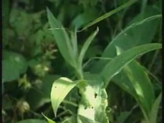 Les engrais faits maison