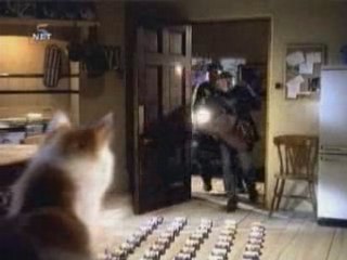 Chat et chien malin