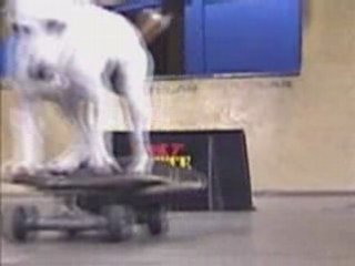 Un chien qui fai du skate??!!