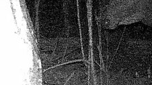 September Night. The Forest Came Alive...