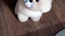 Pet dog