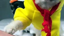 Cool dogy