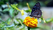 Musique Relaxante Printemps 2026 _ Étude, Focus, Relaxation Mentale Efficacité prouvée🦋