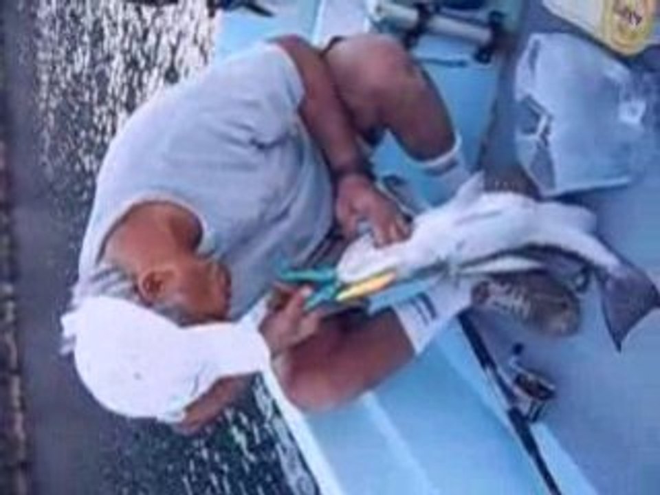 Adrasanda yakalanan beyaz Grida