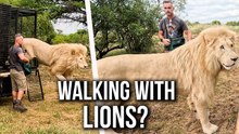 White Lions Walk with Kevin Richardson in Nature | The Lion Whisperer
