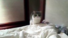 #funny_pets_animals_funny