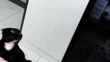 #funny_pets_animals_funny