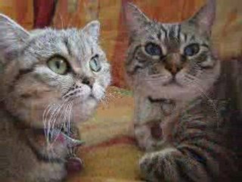 Mes Chats