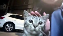 #funny_pets_animals_funny