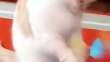 Bora Rir!  Divirta-se - Funny Pets #10 - #gatinhos #funnyanimals #funny  #funnyanimals #cute  #petvideos #cats #pets