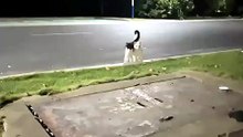 #funny_pets_animals_funny