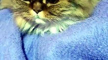 My cat