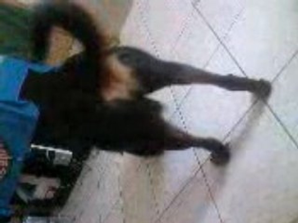 cassie la rott et sa baballe