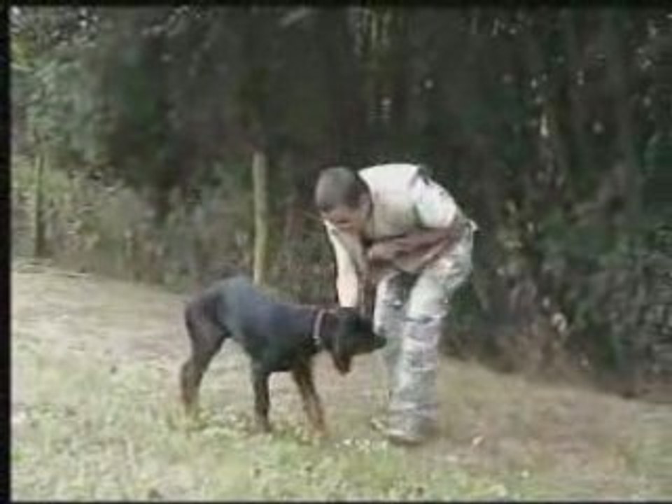 Daicko obeissance 3 mois et demi