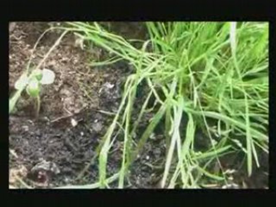 Les produits d'entretien naturels