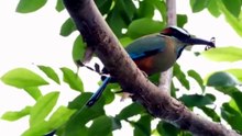 COLORFUL BIRDS