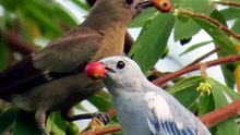 SANHAÇO (PIPIRA-AZUL): UM PASSARINHO QUE PODE VALER MAIS DE R$ 5 MIL! 😱🐦💰 #Sanhaco #PipiraAzul #AvesDoBrasil #Passaros #Curiosidades