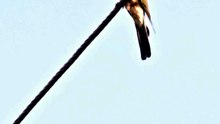 Bird eating bug