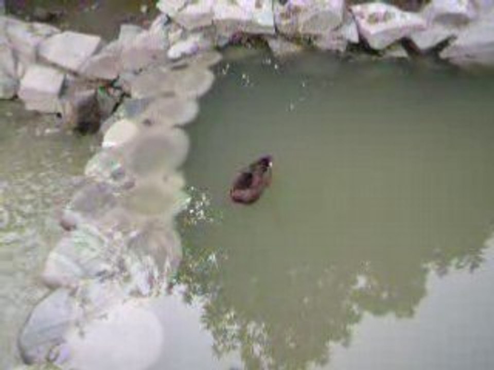 BuinZoo