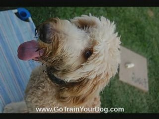 Dog Training Online Live Class How to Train Your Dog At Home