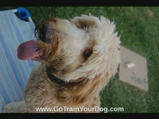Dog Training Camp San Dieog & Temecula