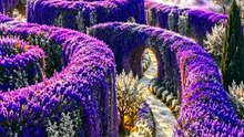 The Purple Labyrinth 🌸✨