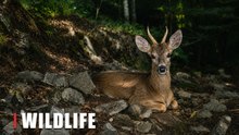 Young Buck Resting on a Rocky Forest Trail | Hidden Wildlife Camera