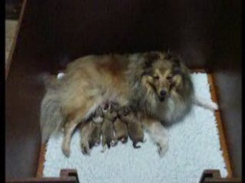 AWAKE GOLD et ses bébés le 24 juillet 2008