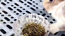 🐰 Rabbit Core 😸