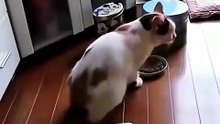 Funny Pets 🔥 Top Amazing Moments 💯 cute pets all time