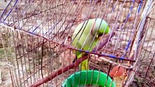 How Often Should You Free Your Parrot? 🦜 | Parrot Training Tips & Peanut Reward