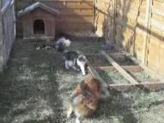 jeux de chien et chat! - juillet 2008