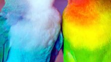 AGAPORNIS: O FAMOSO PÁSSARO DO AMOR! 🐦❤️ #Agapornis #PassaroDoAmor #Aves #Passaros #Curiosidades