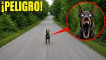 Si ves a este perro en la calle, no lo sigas: algo anda mal