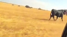 THE STRENGTH AND BRAVERY OF THE FIGHTING BULL! 😱