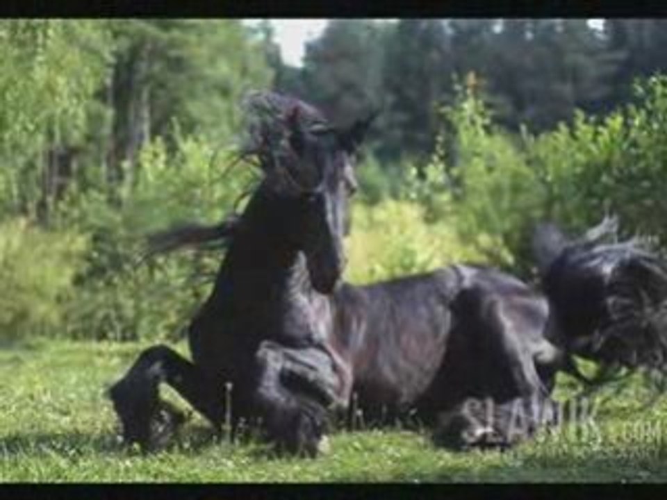 Les chevaux