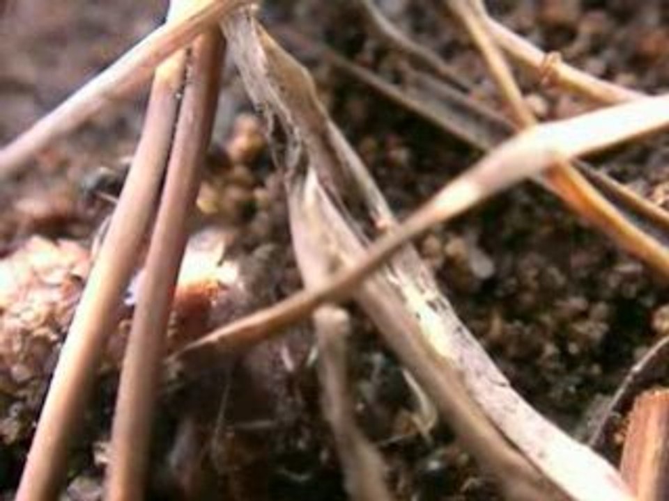 Fourmis au bois de Boulogne, 26 juillet 2008