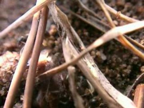 Fourmis au bois de Boulogne, 26 juillet 2008