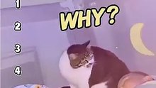 Pets vs Babies, Who wins! | Pet & Children funny moments