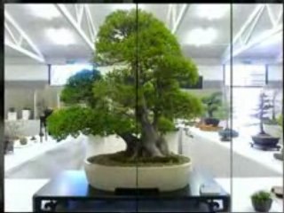 How to Bonsai The Secrets of Bonsai Care