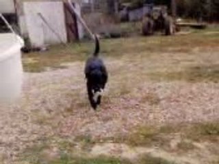 Léa va chercher sa baballe ! ! !