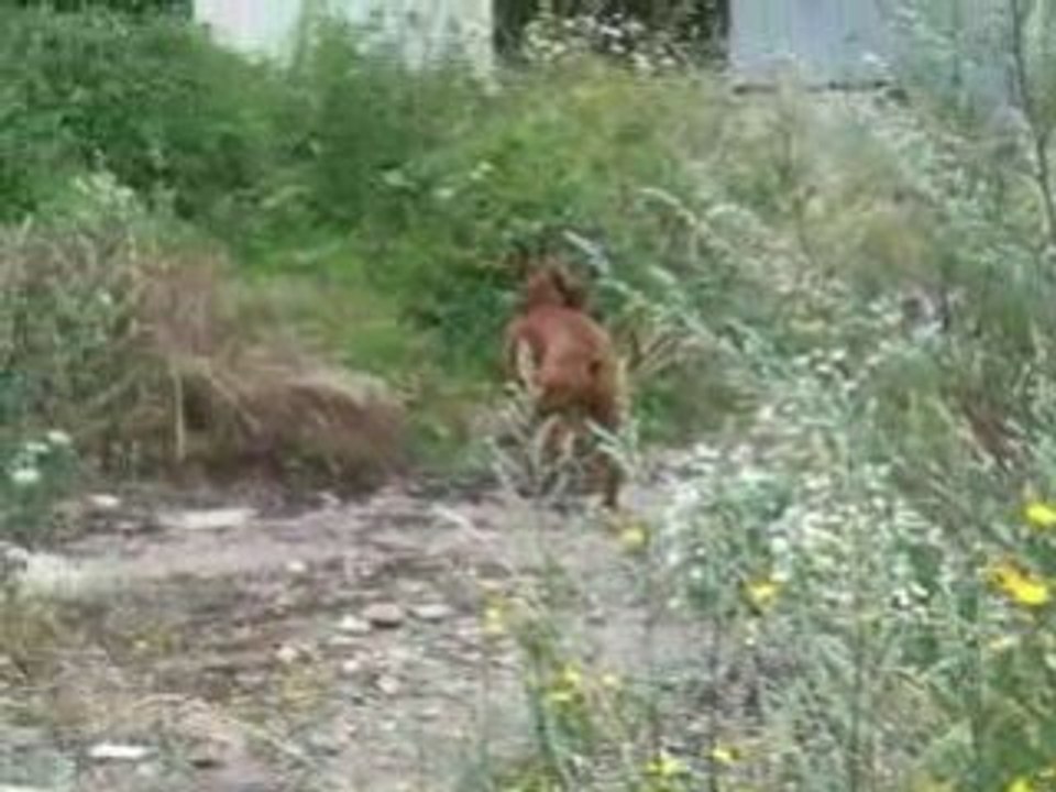 Gonzo le chien, dans :"j'enterre mon caca..."