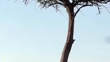 Wild Leopard Slid Down Tall Acacia Tree Trunk and Sprinted Across Savannah